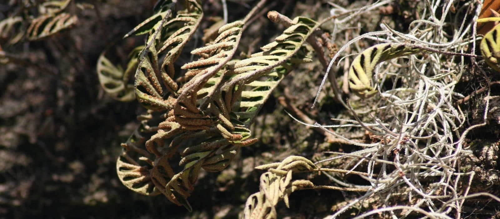 Dried resurrection fern fronds. They are brown, curled, and look brittle to the touch.