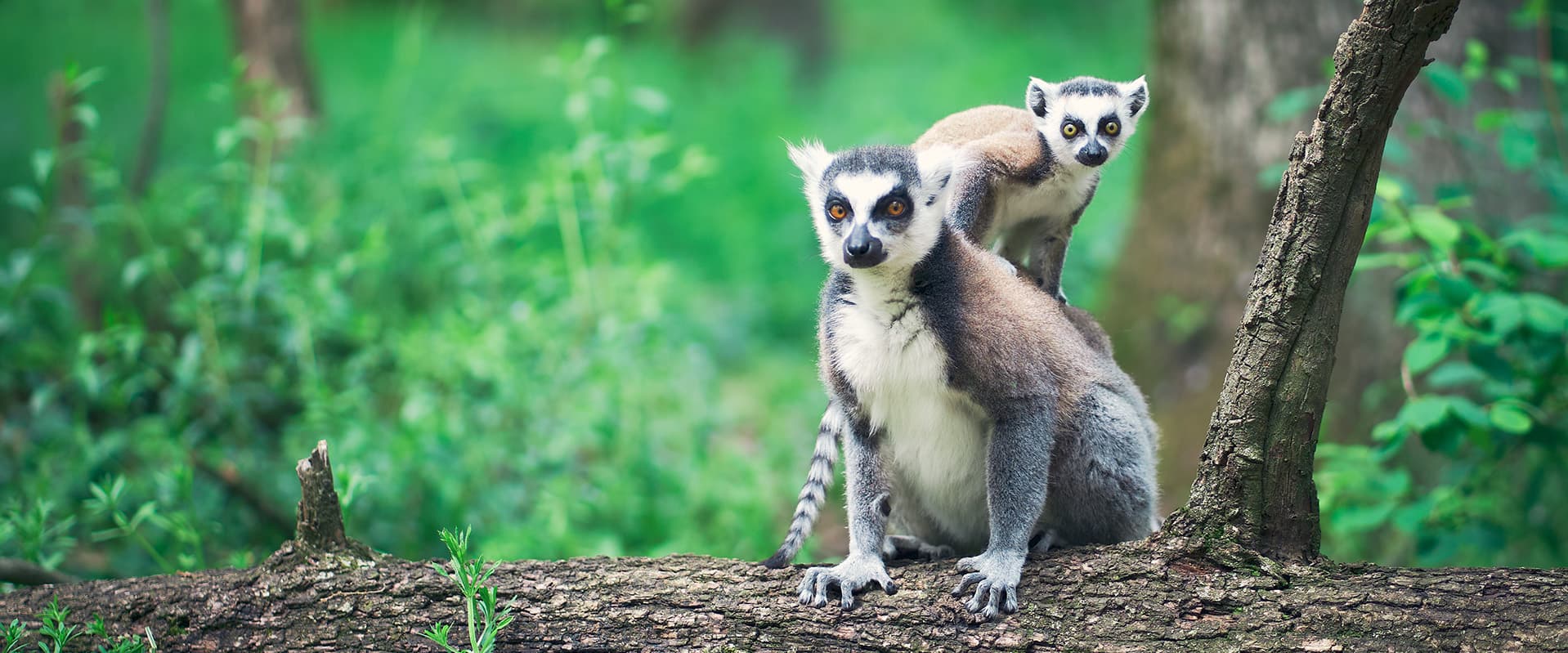 Ring Tailed lemurs sitting on a log