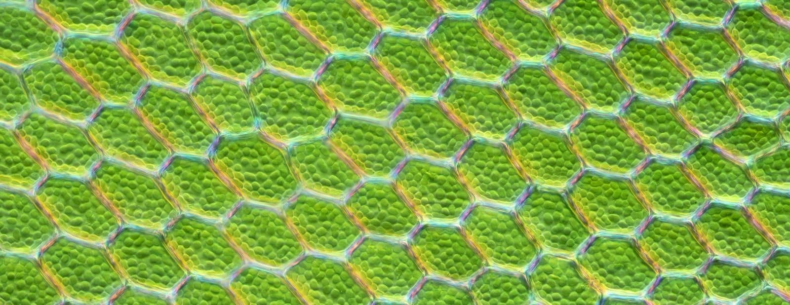 Close-up image of plant leaf cells. Dozens of oval-shaped cells are packed closely togehter, with their cell walls touching.