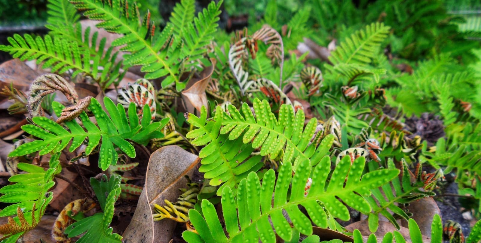 Close up photo of resurrection ferns. Some fronds are green and lush, while others are dried and brittle.