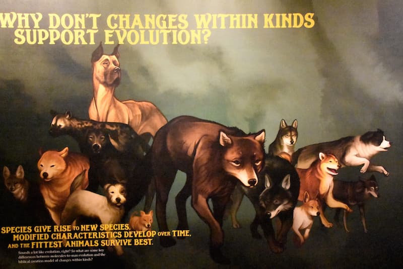 A placard on the Ark Encounter explaining how the domestication of dogs supports the post-Flood rapid speciation hypothesis of Answers in Genesis.