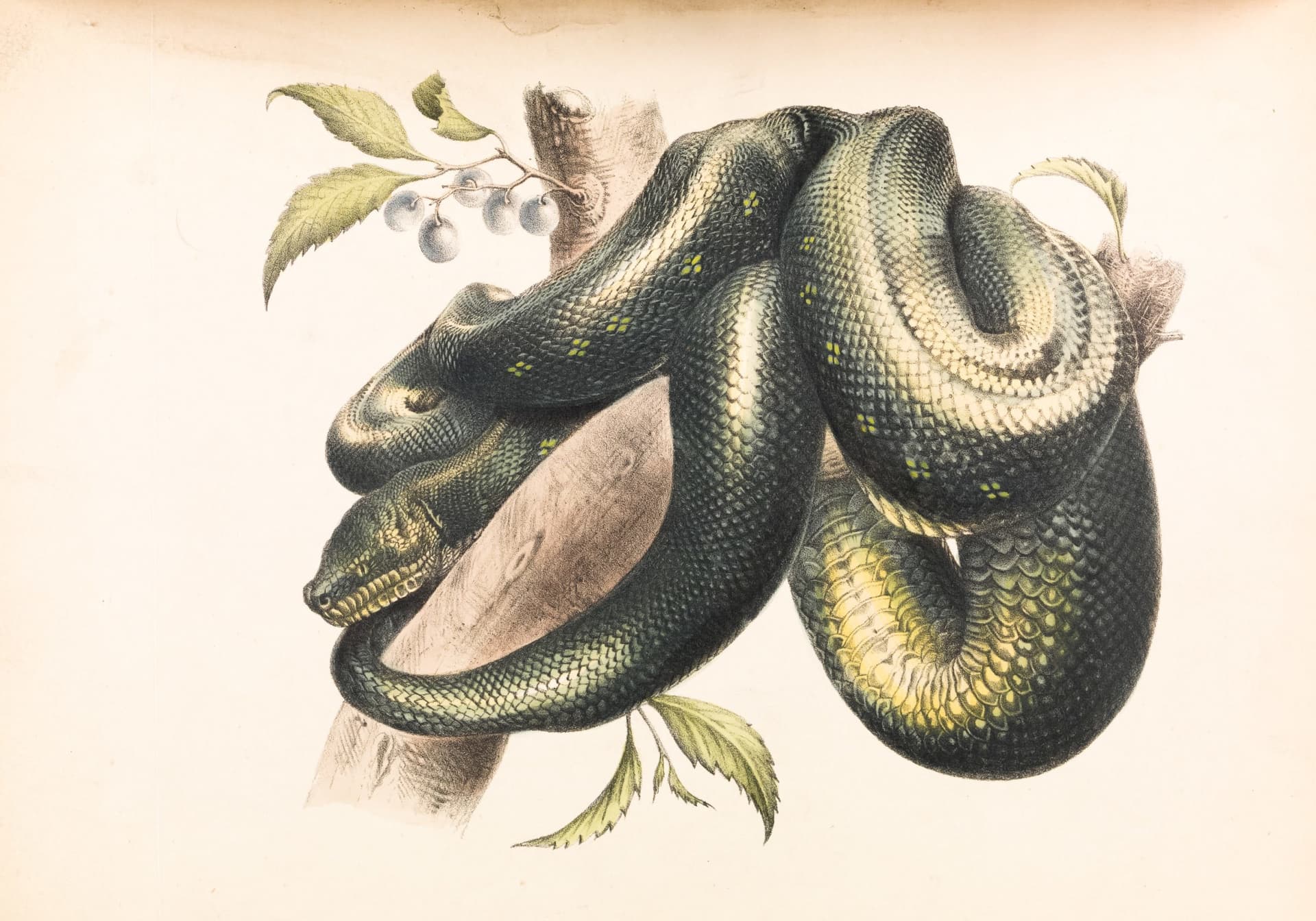 Painting of snake coiled on tree