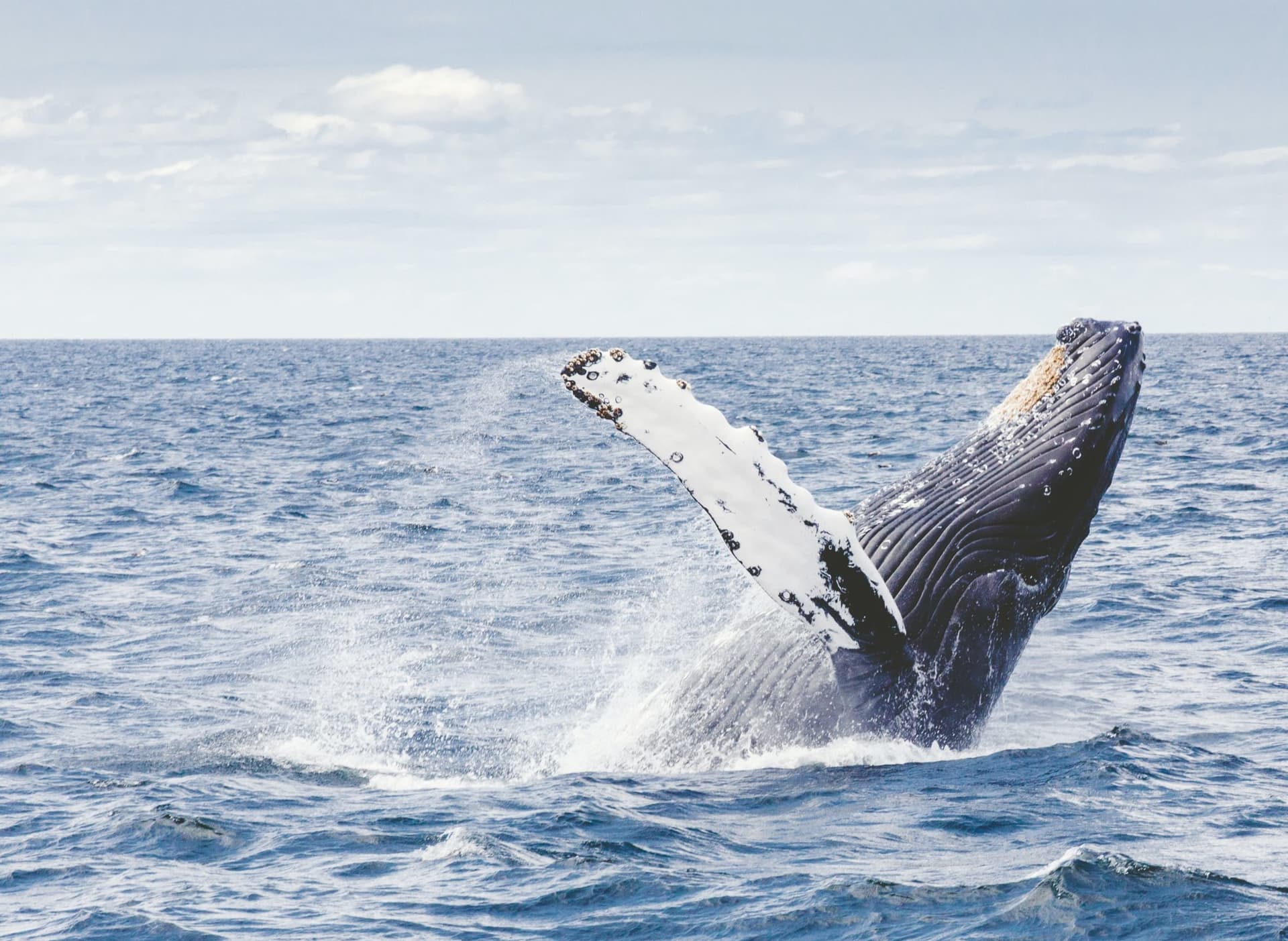 Whale emerging from ocean
