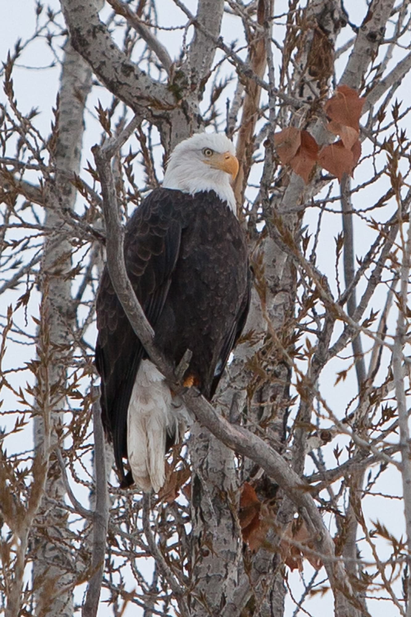 bald eagle in a tree