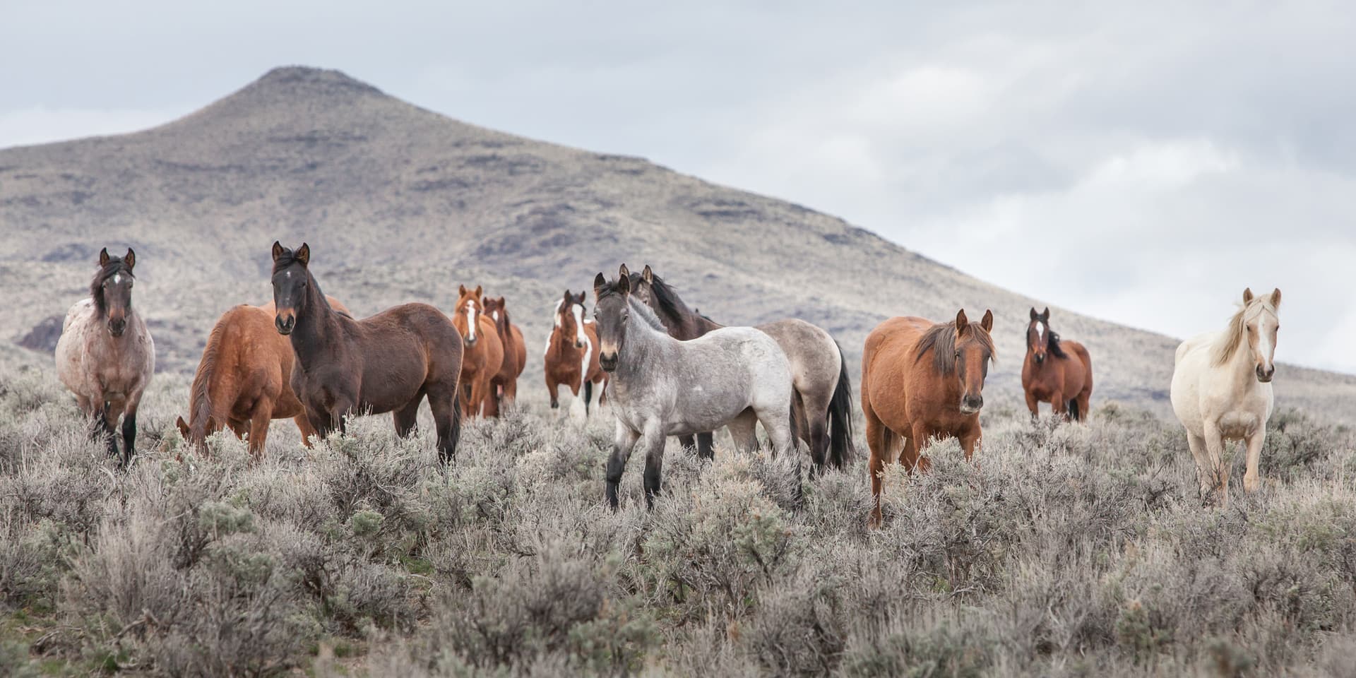 wild horses in a field