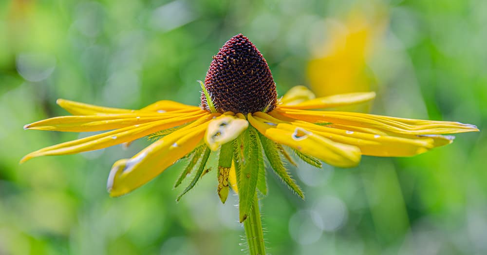 Black Eyed Susan Rudbeckia hirta