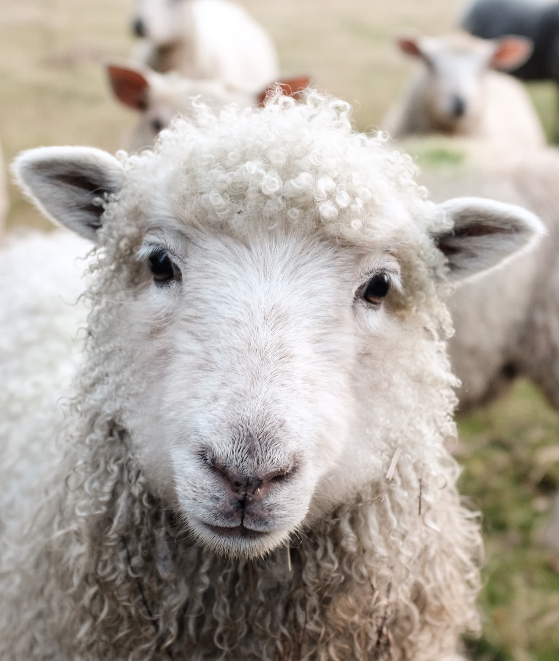 sheep looking at the camera