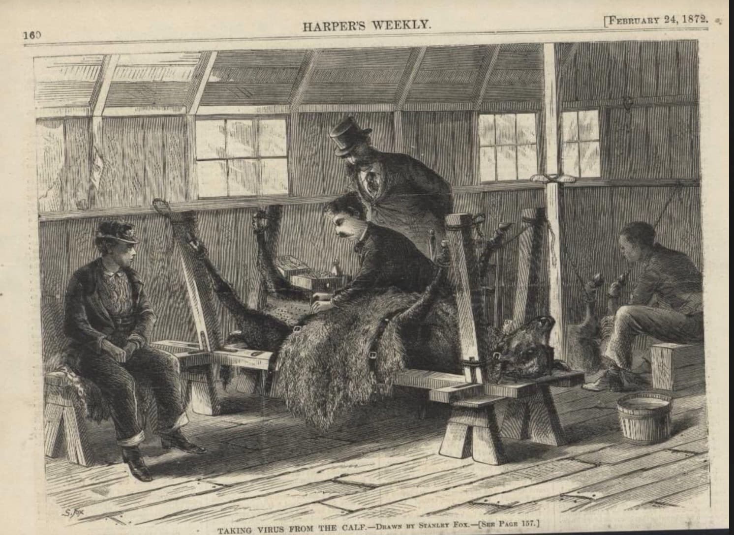 a wood engraving depicting men standing around an overturned cow, extracting cowpox for the purpose of making it into a smallpox vaccine