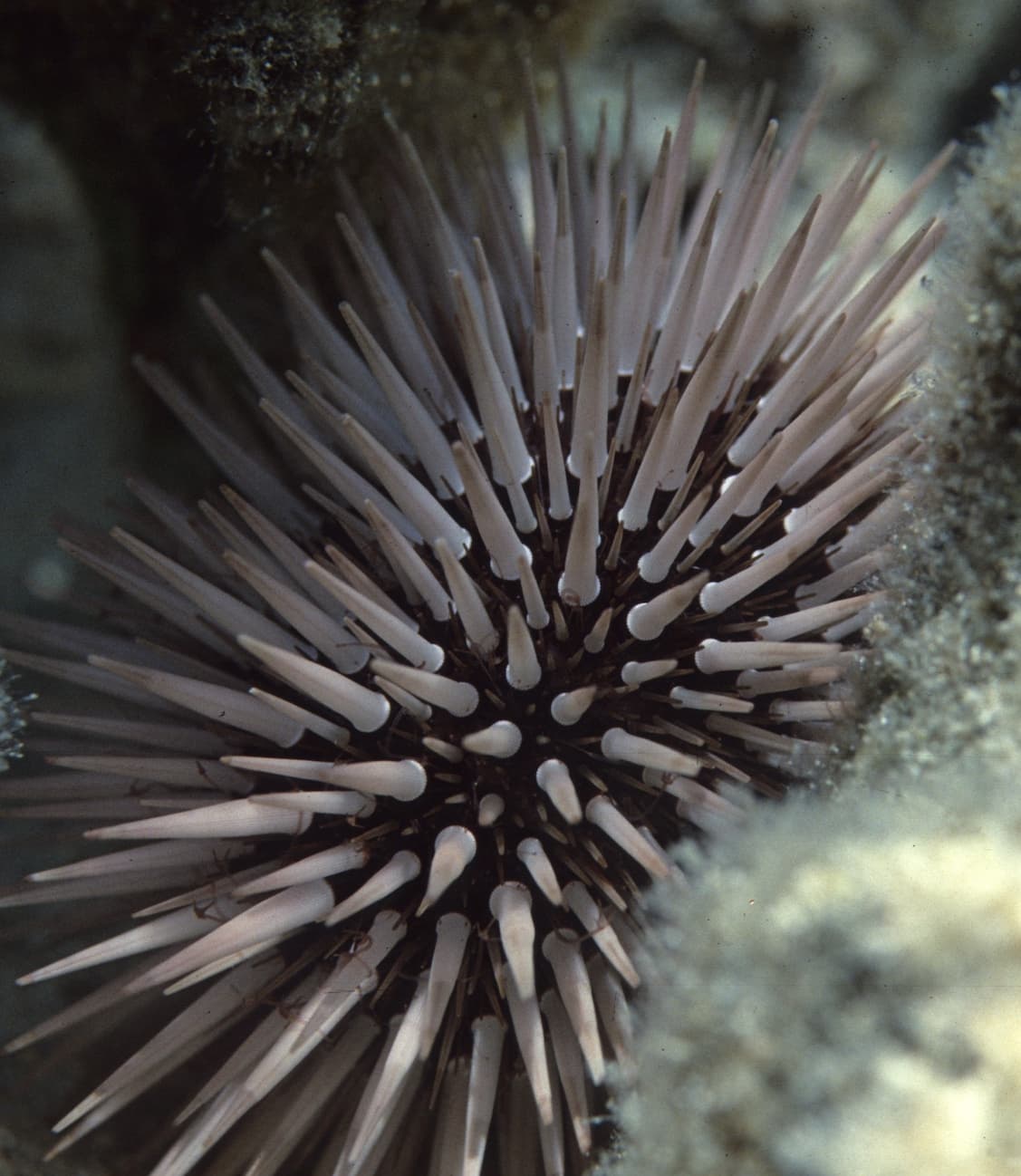 sea urchin