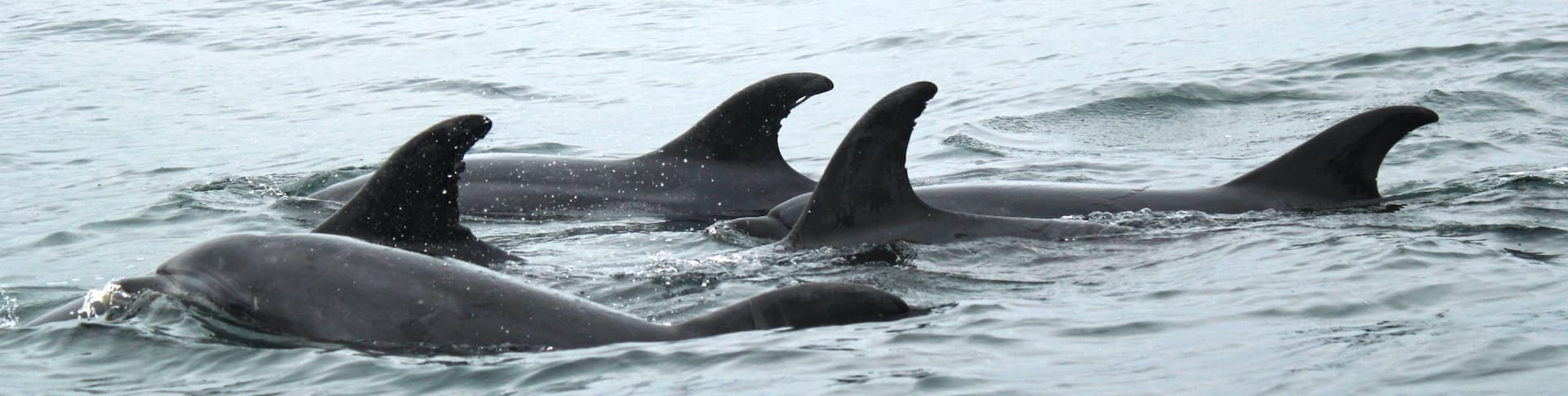 dolphin dorsal fins sticking out of the water