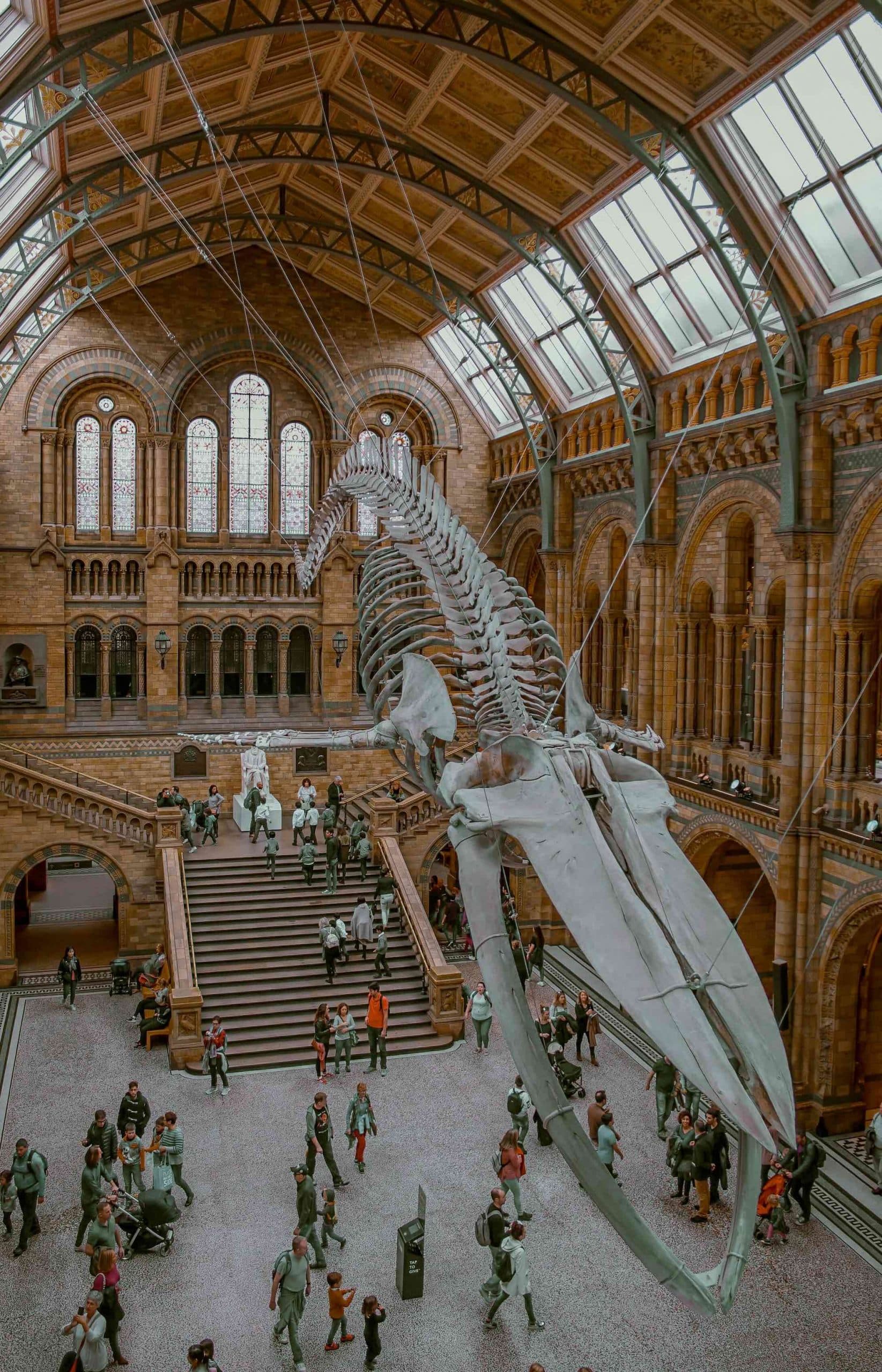 whale skeleton hanging in a museum