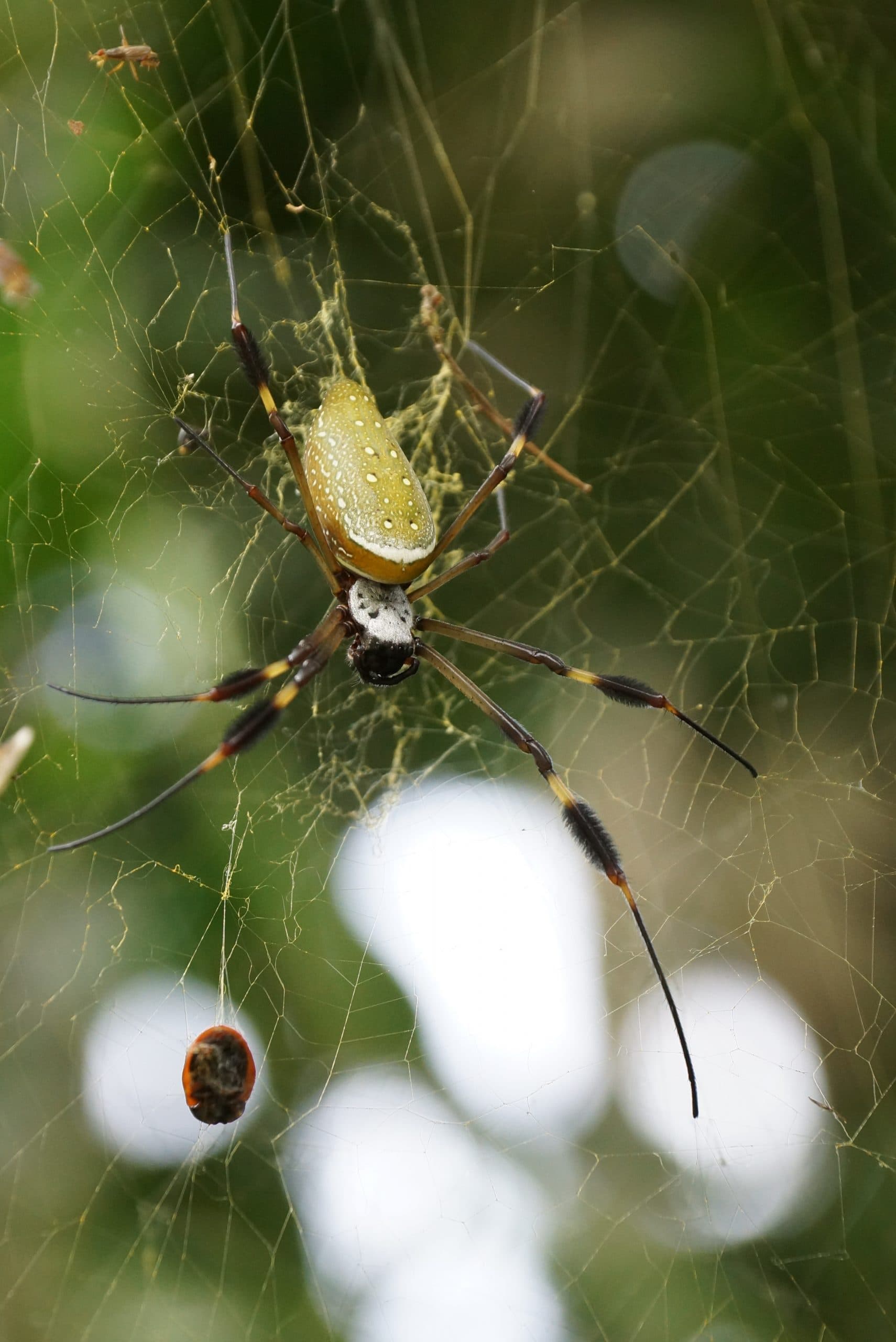 Trichonephila clavipes