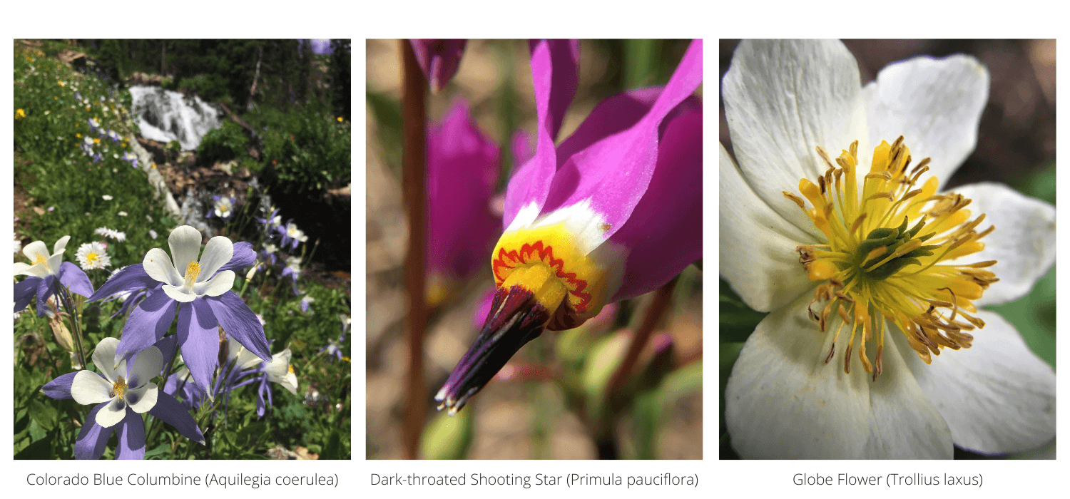 three macro shots of wildflowers