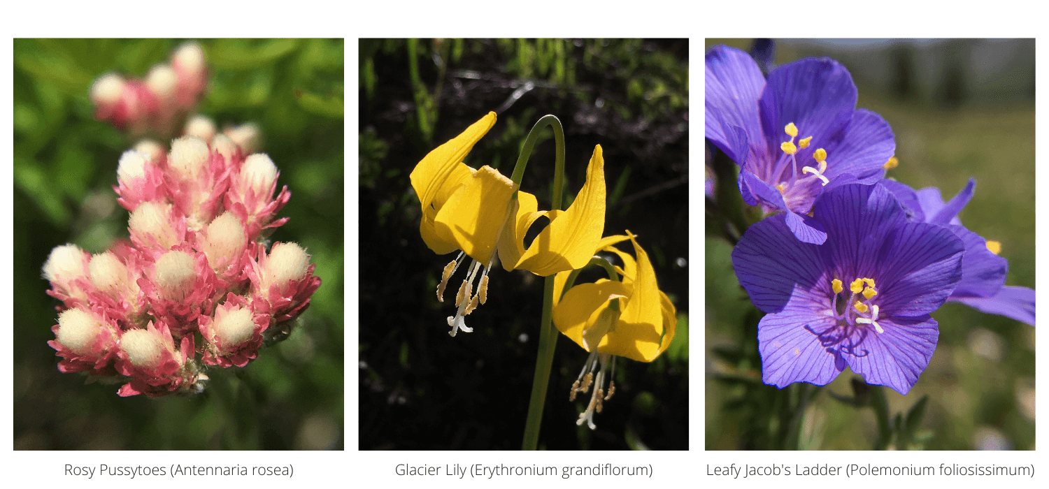 three macro shots of wildflowers