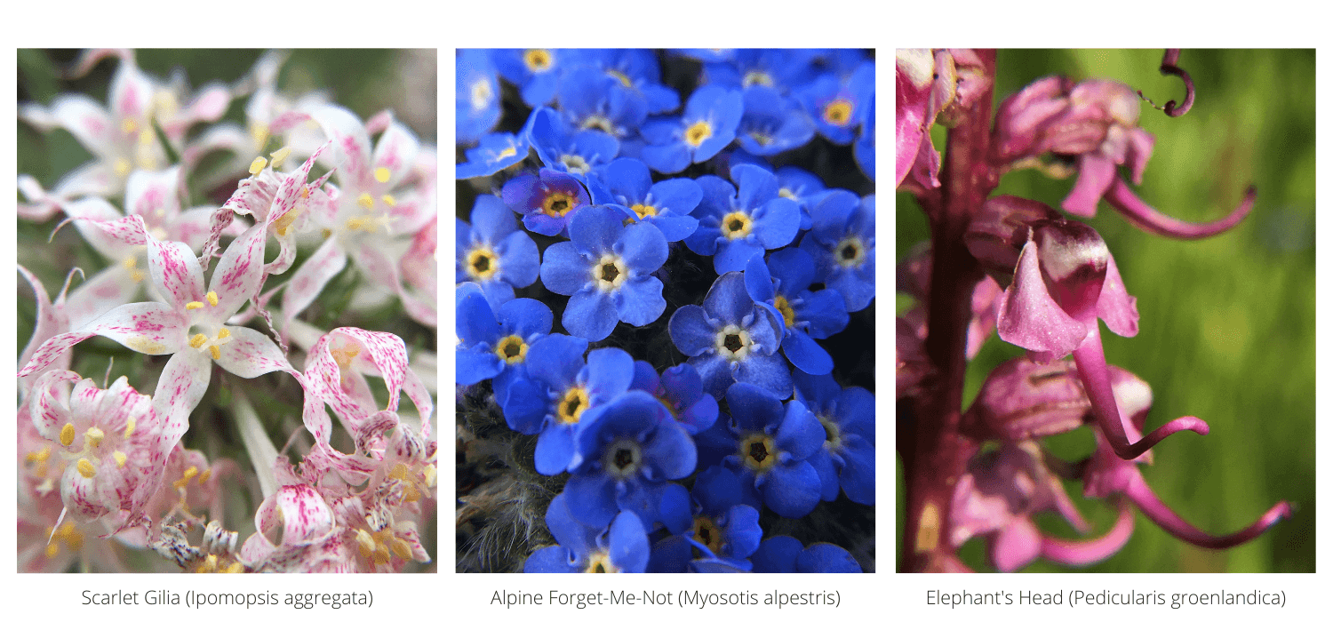 three macro shots of wildflowers