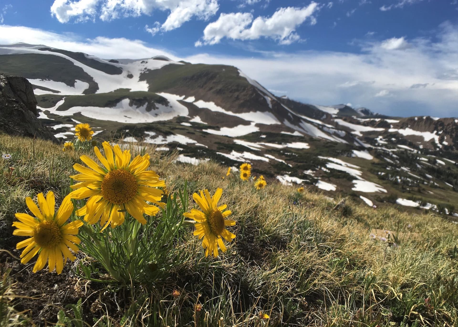 mountains with snow on them with sunflowers in the foreground