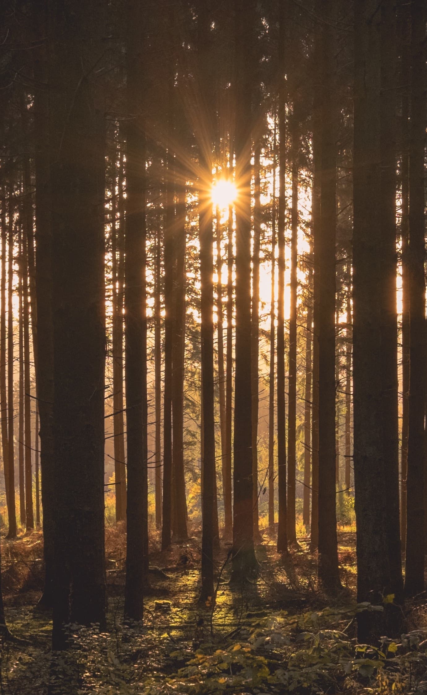 the sun shining through trees in a forest