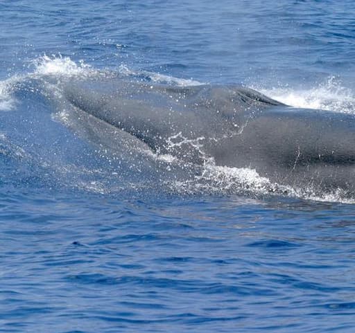 Rice's whale coming out of the water