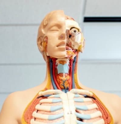 Human anatomy model of head, neck and upper torso