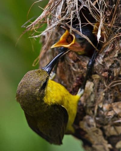 A sunbird perches over a nest with its young