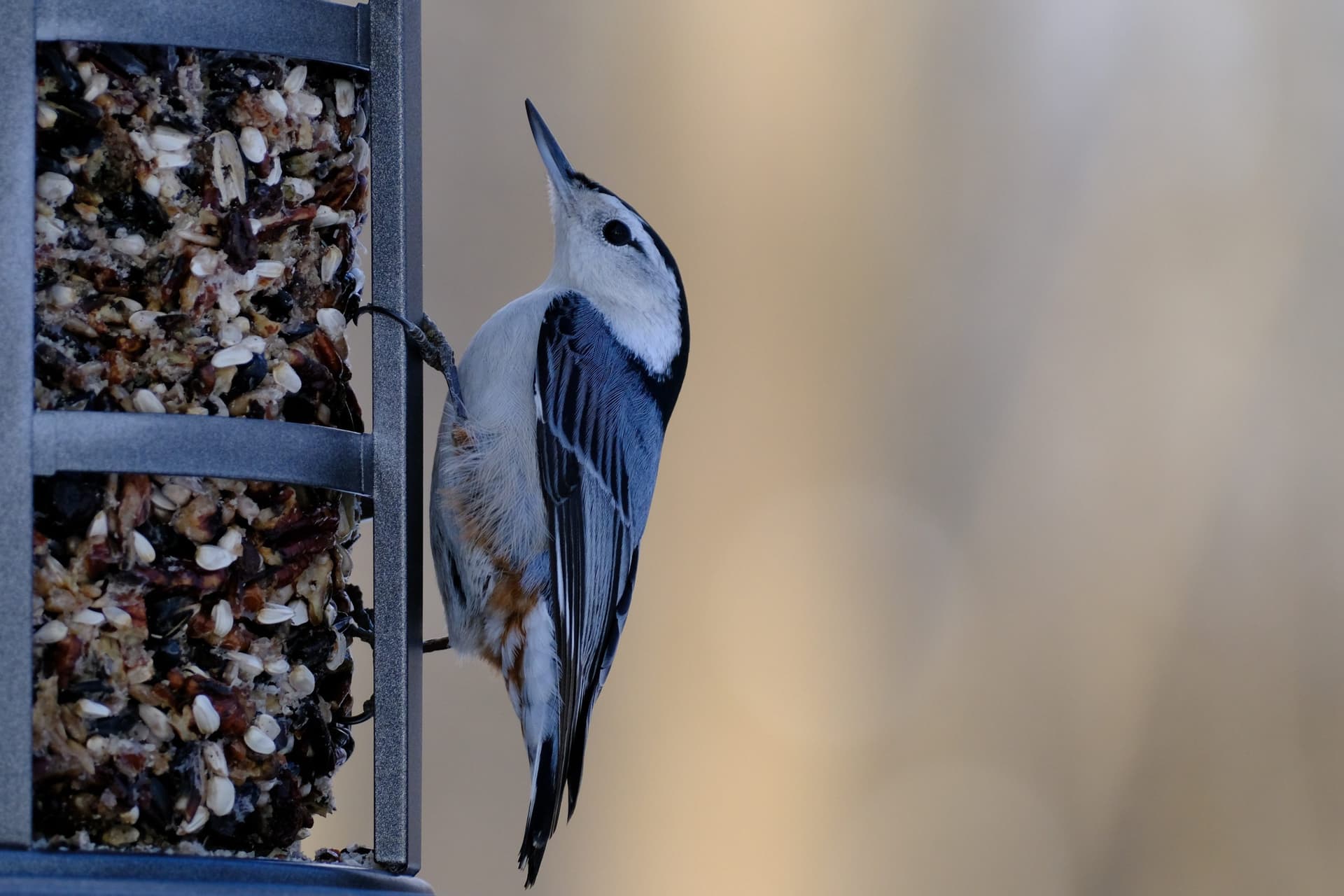 Bird perched on bird feeder