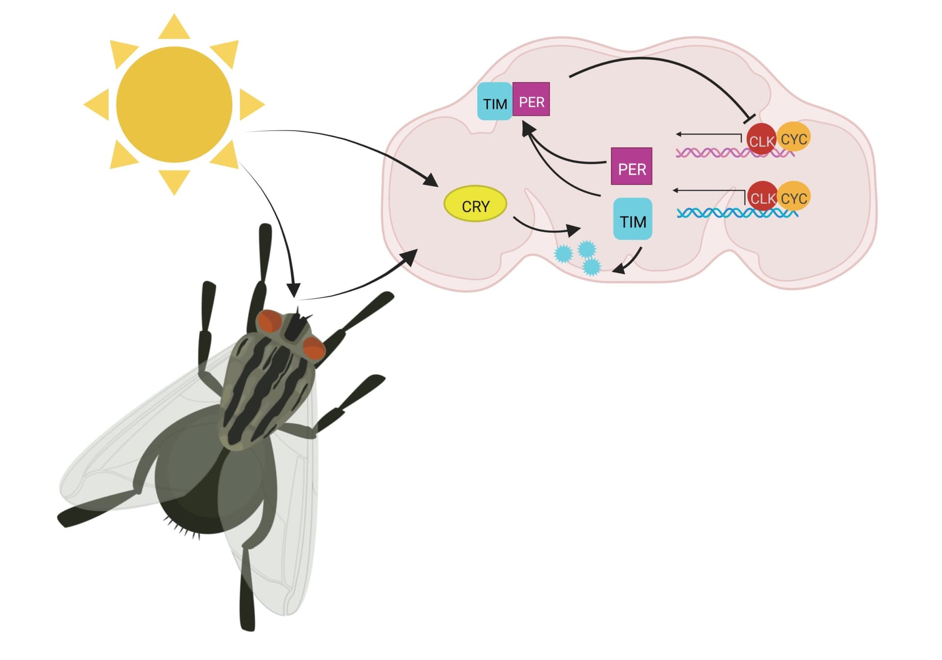 Cartoon illustration of molecular components that drive biological clocks in insects