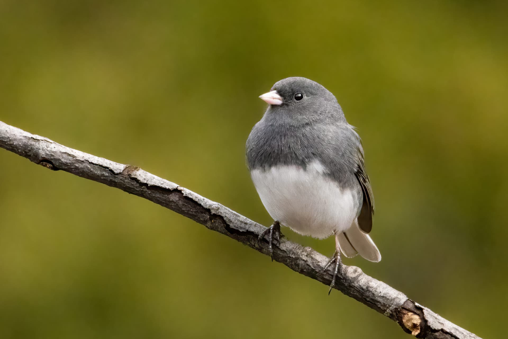 Junco perched on branch
