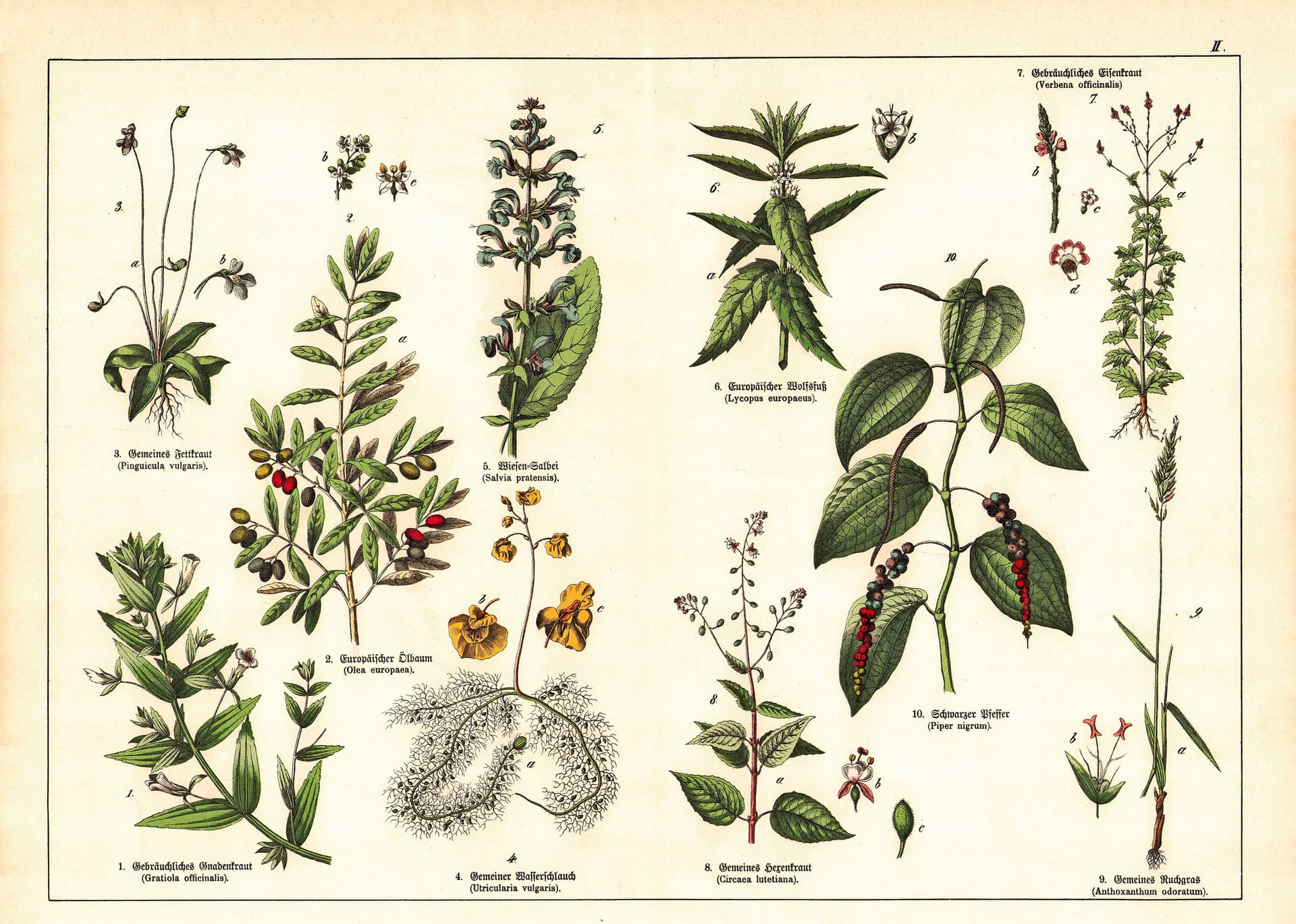 A scanned antique victorian style botanical lithograph of plants