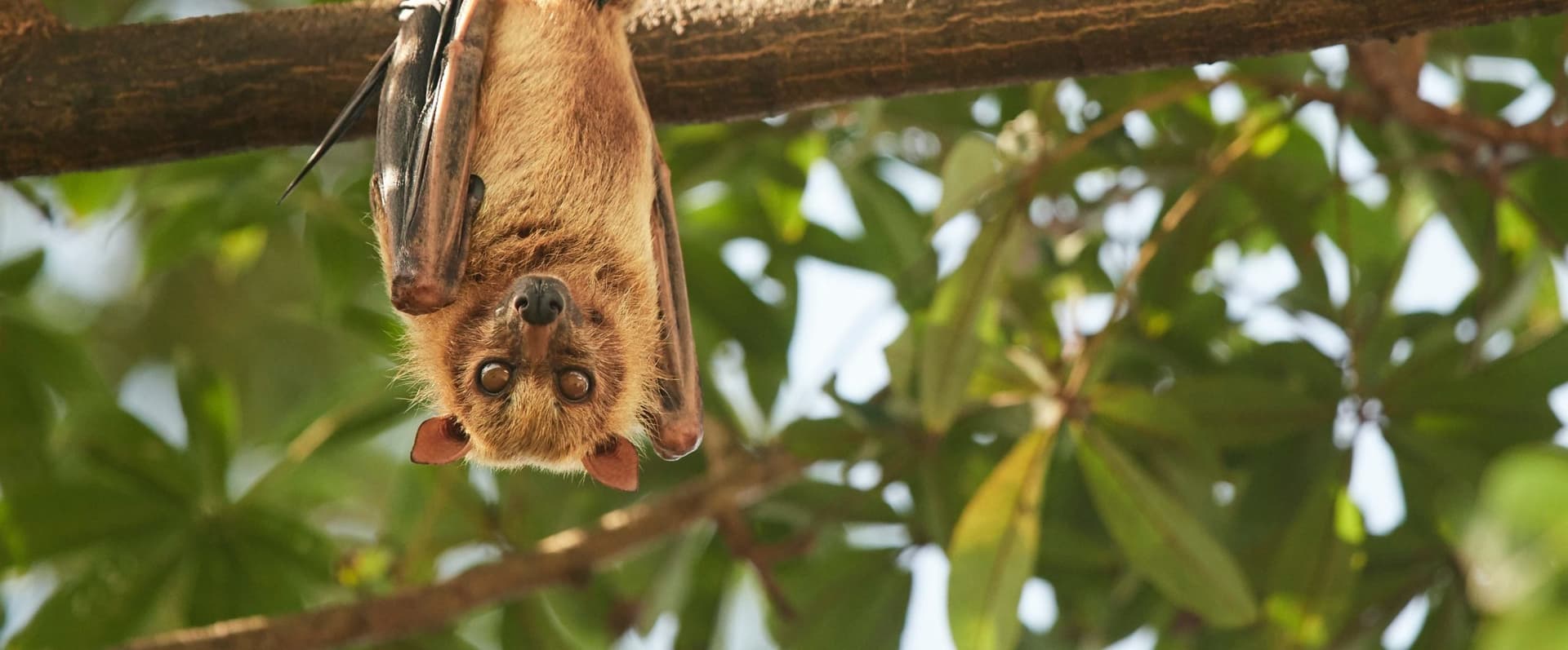 A bat hanging on a tree limb upside down
