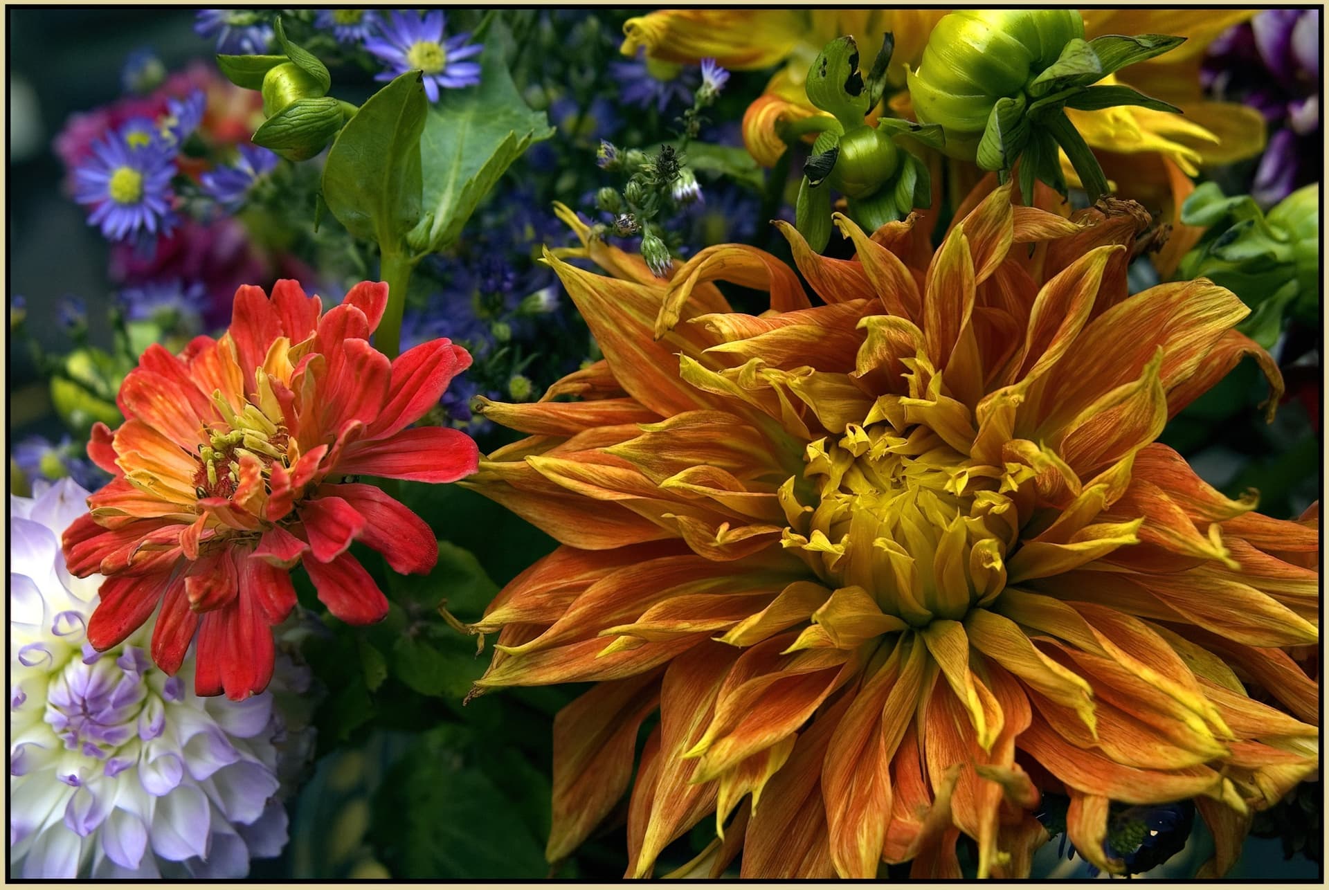Picturesque close-up photo of colorful flowers