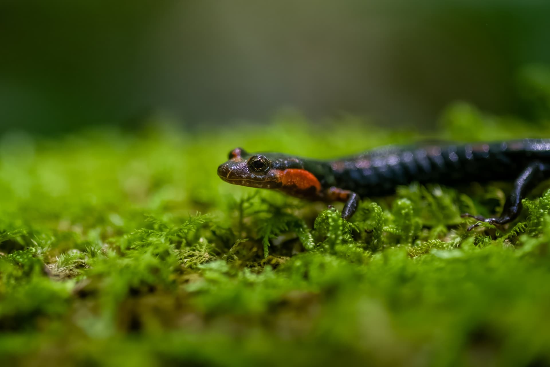 Close-up photo of a colorful salamander on moss