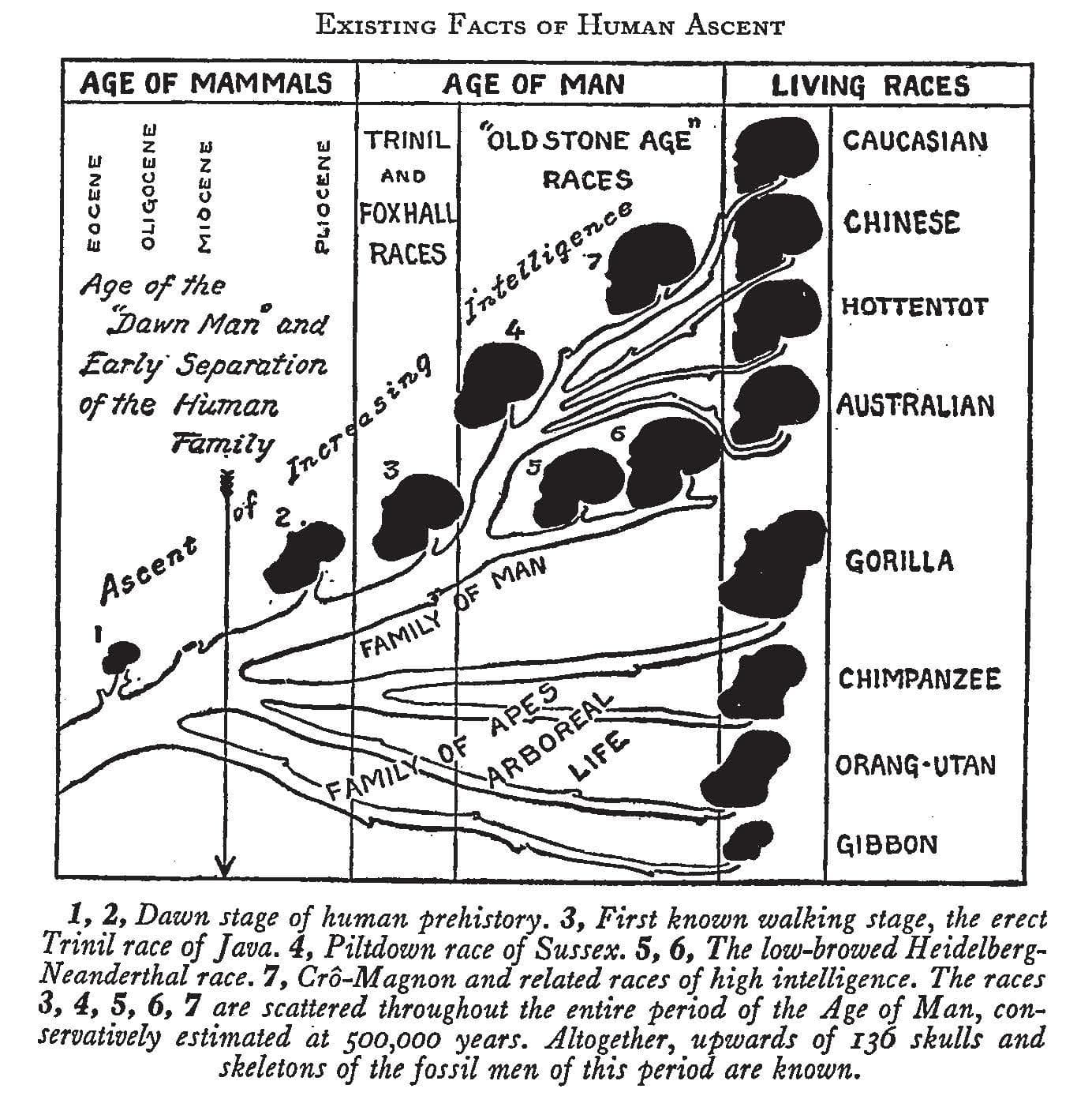 An illustration titled "Existing Facts of Human Ascent." Illustration shows a racist view of evolution. The "ascent of increasing intelligence" begins at the "age of the dawn of men," and the "living races" separate from there. "Caucasian" is listed at the apex.