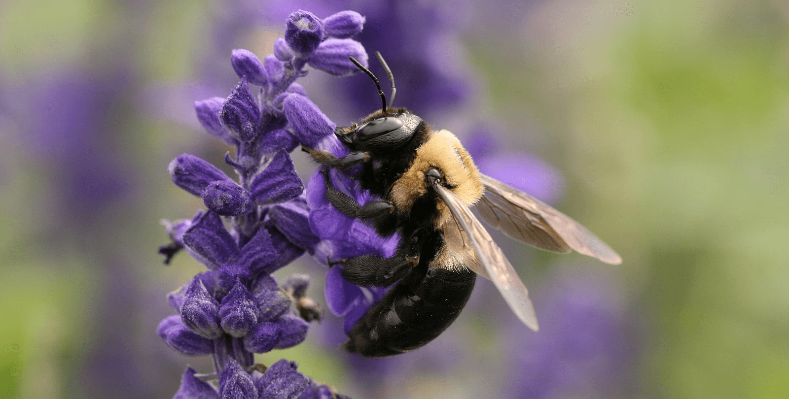 Close-up photo of a carpenter bee getting nectar from a flower.