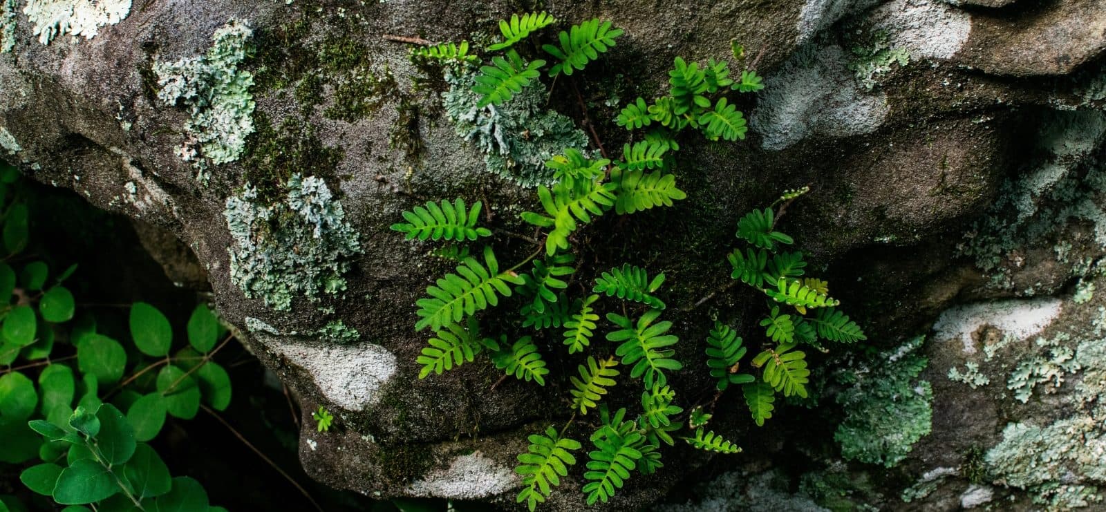 A clump of resurrection ferns grow on the side of a rock.