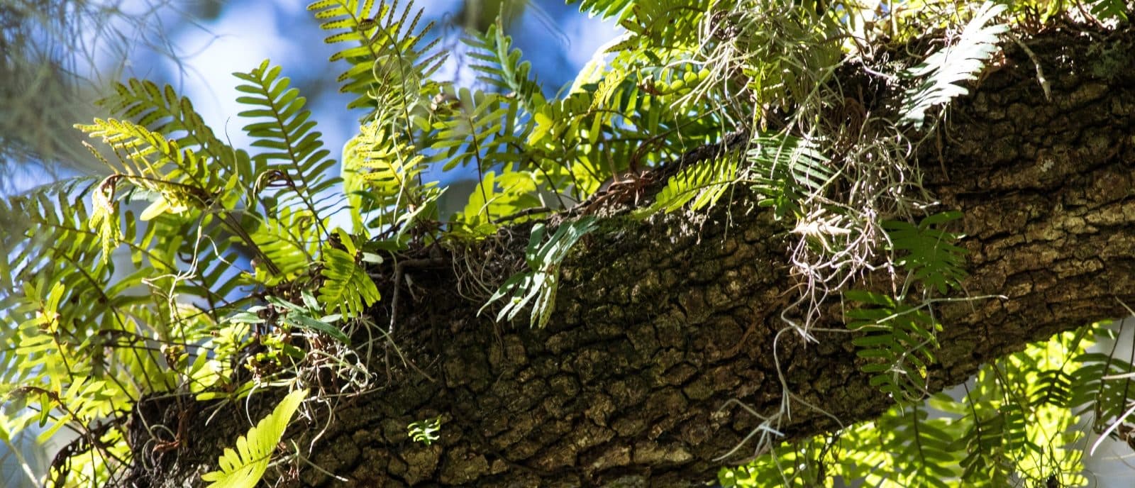 A resurrection fern grows on the branch of a tree.